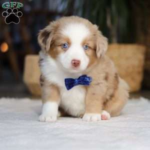 Tango, Miniature Australian Shepherd Puppy